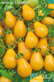 تصویر 50 بذر گوجه گلابی زرد با قوه نامیه بالا 