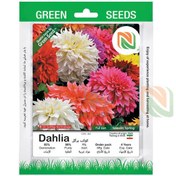 تصویر بذر خانگی گل کوکب پرگل نوتریکا 