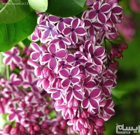 تصویر بذر گل یاس خوشه ای Syringa Vulgaris بسته 10 عددی بذر گل یاس خوشه ای Syringa Vulgaris