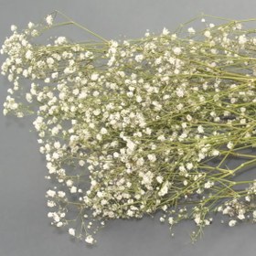 تصویر گل خشک ژیپسوفیلا 