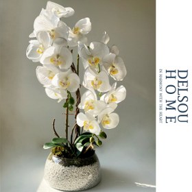 تصویر گلدان ارکیده 2 شاخه مودرا ارکید 