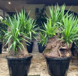 تصویر گیاه یوکا: تأثیر مثبت بر روحیه و خلق و خو 