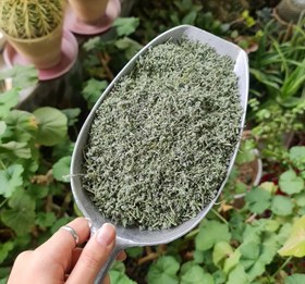 تصویر شوید کوهی 