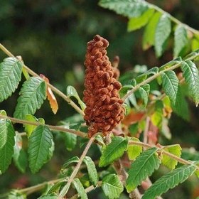 تصویر بذر سماق کوهی 10 عددی 