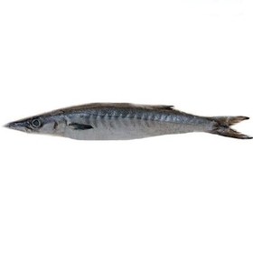 تصویر ماهی شیر نیزه ای دم سبز ا هر عدد ماهی دم سبز تقریباً ۲ کیلوگرم می‌باشد. هر عدد ماهی دم سبز تقریباً ۲ کیلوگرم می‌باشد.