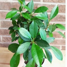 تصویر گلدان چند وجهی تراریوم (55) 