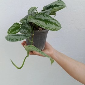 تصویر پتوس ببری 