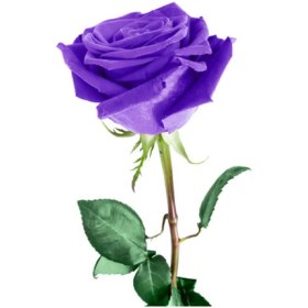 تصویر گل رز بنفش 