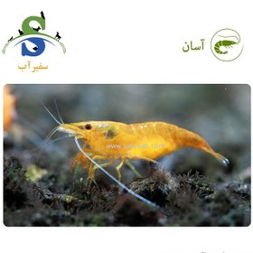 تصویر میگو نارنجی (پک چند عددی) 