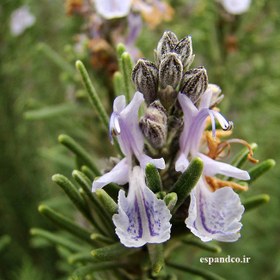 تصویر بذر رزماری Rosmarinus officinalis 