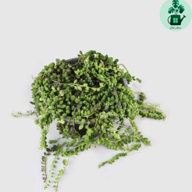 تصویر کراسولا غوره ای 