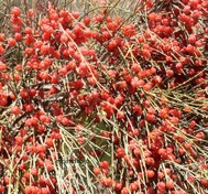 تصویر بذر افدرا، ارمک، هوم (100 عددی) Ephedra major 