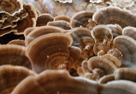 تصویر قارچ ترکی تیل یا دم بوقلمون 