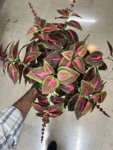 تصویر فروشگاه گلکده پالیز