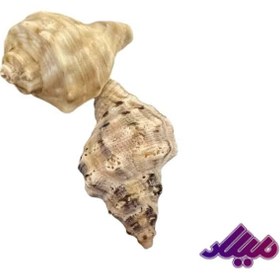 تصویر صدف کد 1170030 