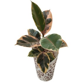 تصویر گیاه طبیعی فیکوس مدل 014 