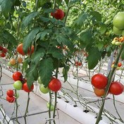 تصویر آموزش کشت گلخانه ای گوجه فرنگی (هیدروپونیک) 