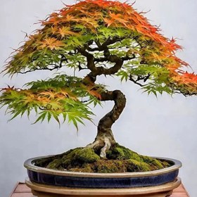 تصویر بذر افرا سبز ژاپنی 