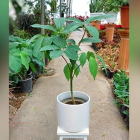 تصویر شفلرا آمیت گلدان 10 