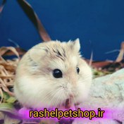 تصویر همستر مینیاتوری ( کمپل ) - کاراملی Miniature hamster (Campbell)
