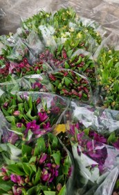 تصویر گل آلسترومریا 