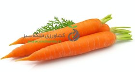 تصویر بذر هویج bio seeds 