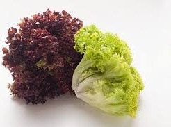 تصویر کاهو شیرین ترد وتازه - سالادی Lettuce