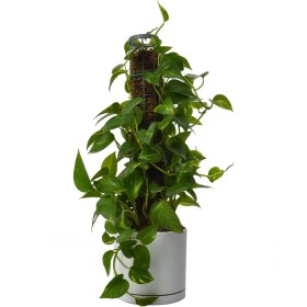 تصویر پتوس چوبدار 