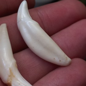 تصویر دندان گرگ اصل mohre