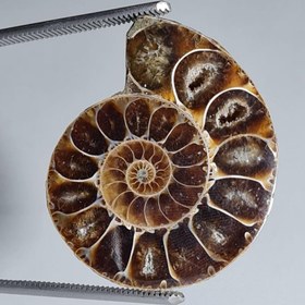 تصویر فسیل آمونیت 