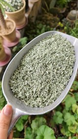 تصویر پونه محلی 