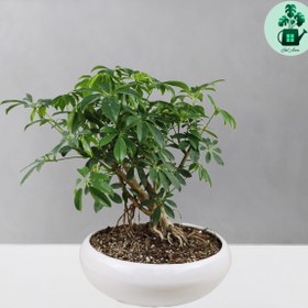 تصویر بونسای شفلرا 