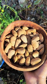 تصویر بادام شاهرودی ۱۲ Almond