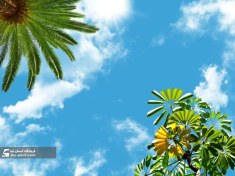 تصویر سقف کشسان طرح آسمان و درخت 