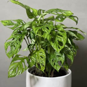 تصویر پتوس حصیری 