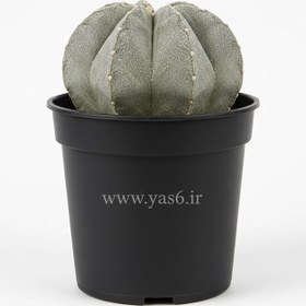 تصویر کاکتوس آستروفیتوم 