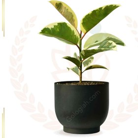 تصویر فیکوس ابلق 