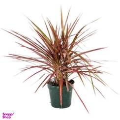 تصویر گیاه طبیعی دراسنا پرچمی صورتی کد S003 