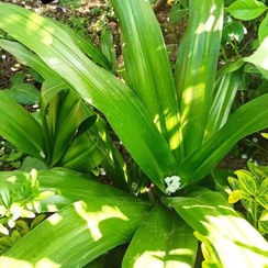 تصویر پیاز گل سوسن کرینوم گل صورتی 