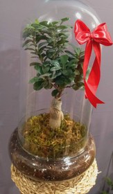 تصویر تراریوم بونسای جینسینگ (Bonsai Tree Terrarium)