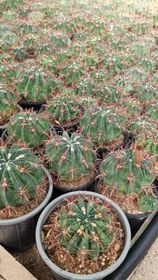 تصویر فرو کاکتوس 