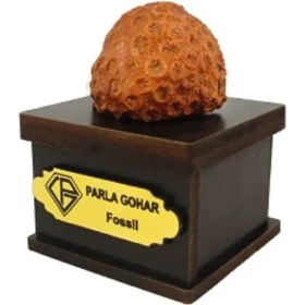 تصویر سنگ راف مدل فسیلی پارلاگوهر کد 6126 