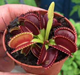 تصویر بذر گیاه گوشت خوار ونوس – Venus flytrap 