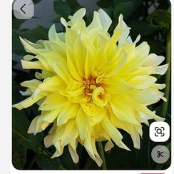 تصویر ریزوم کوکب رنگ زرد گل درشت - سایز بزرگ 