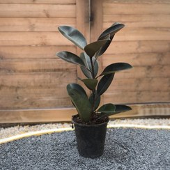 تصویر فیکوس بلک 