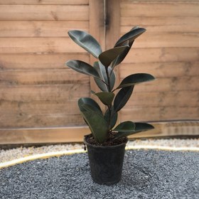 تصویر فیکوس بلک 