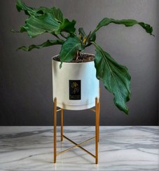 تصویر گیاه آنتوریوم هوکری 