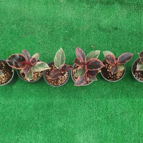 تصویر فیکوس شرابی نشایی 