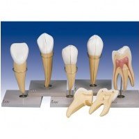 تصویر مدل (مولاژ) دندان سری ۵عددی 