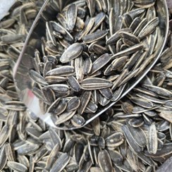 تصویر تخمه آفتابگردان 